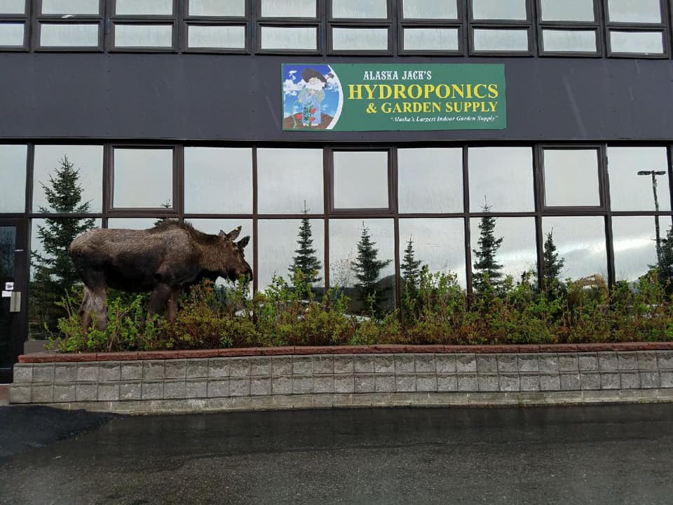 alaska jacks store
