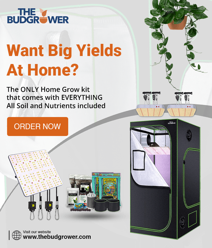 budgrower promo